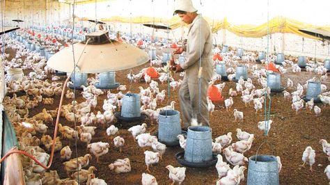 Resolución establece salarios mínimos para la industria avícola - Ganados &  Carnes